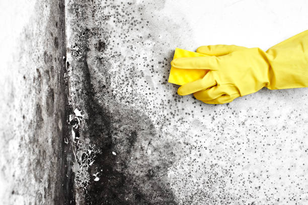 Best Residential Mold Remediation in Yukon, OK