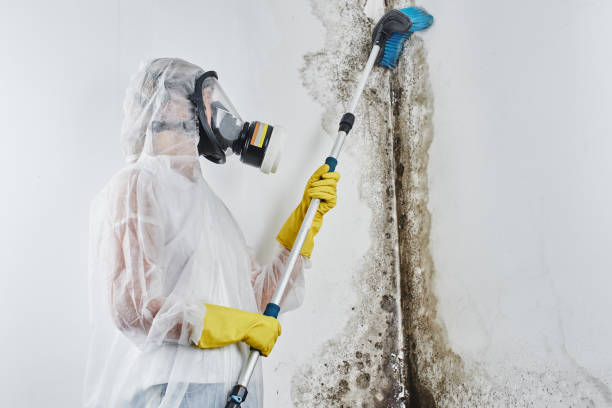 Best Black Mold Remediation in Yukon, OK