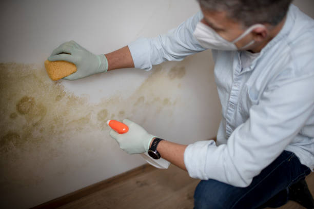Best Commercial Mold Remediation in Yukon, OK