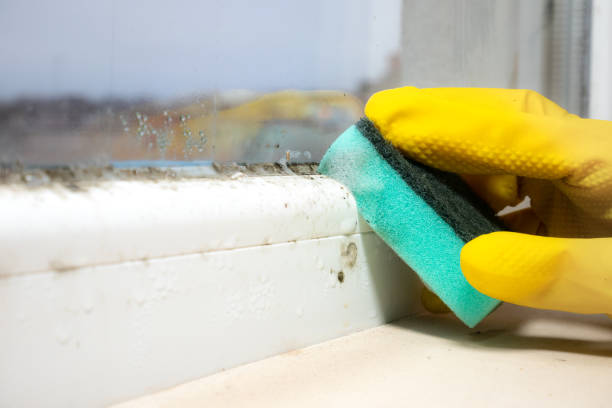 Best Attic Mold Remediation in Yukon, OK