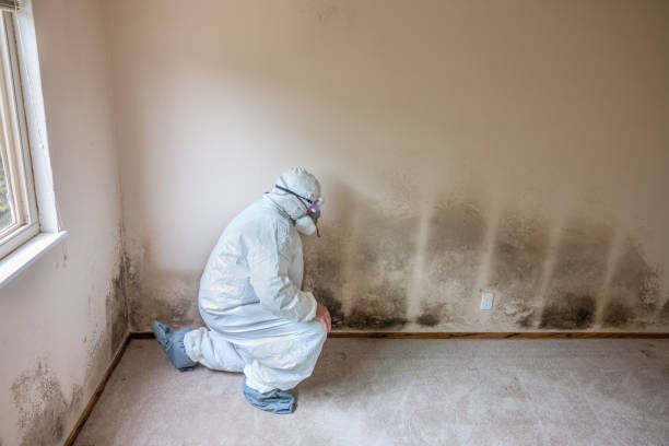 Best Localized Mold Remediation (e.g., coastal areas, humid climates) in Yukon, OK
