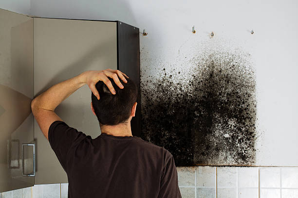 Best DIY Mold Remediation Support Services in Yukon, OK