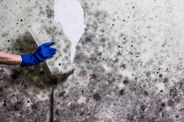 Best Crawl Space Mold Remediation in Yukon, OK